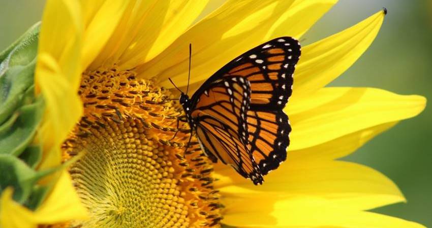 schmetterling auf sonnenblume